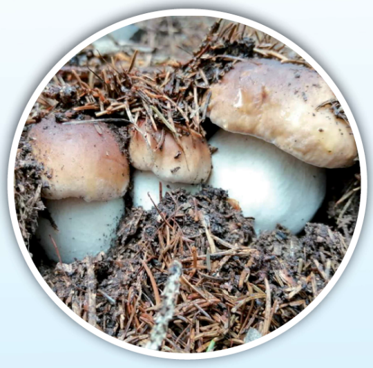 Immagine che raffigura Disposizione per la raccolta funghi 2020